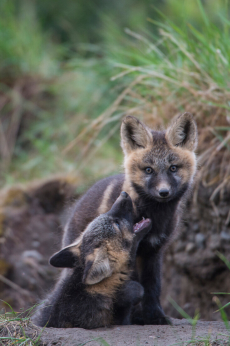 Red Fox (Vulpes vulpes) kits play-fighting at their den, Dempster Highway, northern Yukon, Canada