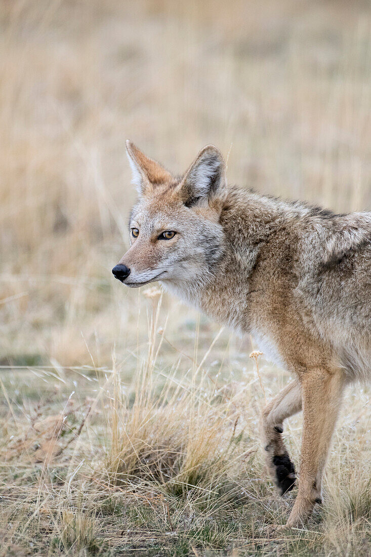 Coyote (Canis latrans), eastern Montana