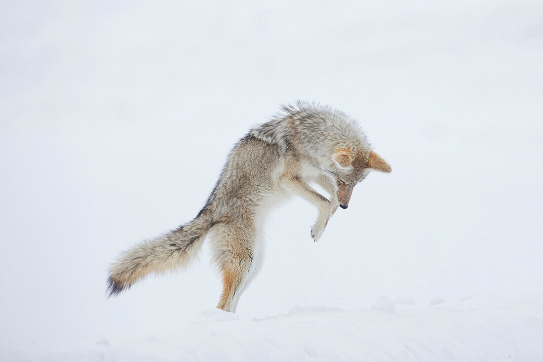 Coyote (Canis latrans) hunting in winter, Yellowstone National Park, Wyoming