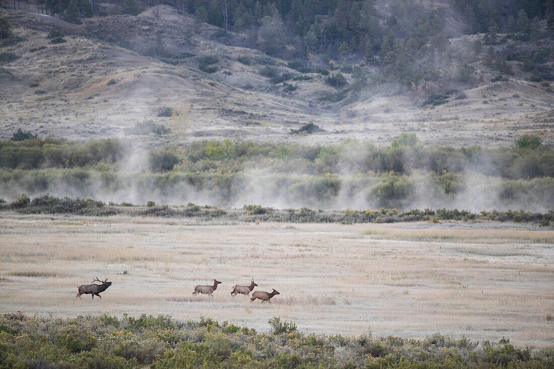 Elk (Cervus elaphus) male following females on grassland, Missouri River, eastern Montana