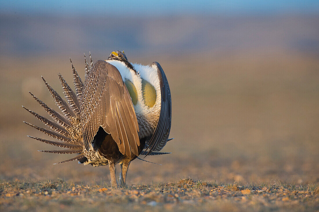 Sage Grouse (Centrocercus urophasianus) male displaying at lek, eastern Montana