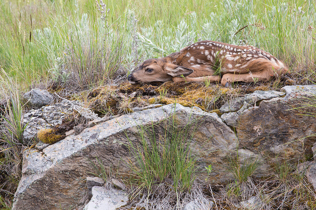 Mule Deer (Odocoileus hemionus) newborn fawn remaining motionless to hide, central Montana