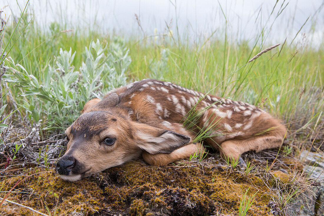 Mule Deer (Odocoileus hemionus) newborn fawn remaining motionless to hide, central Montana