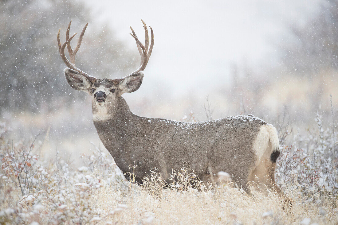 Mule Deer (Odocoileus hemionus) buck in light snowfall, central Montana