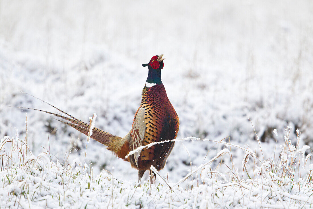 Ring-necked Pheasant (Phasianus colchicus) male calling in late spring snowfall, Bitterroot Valley, Montana