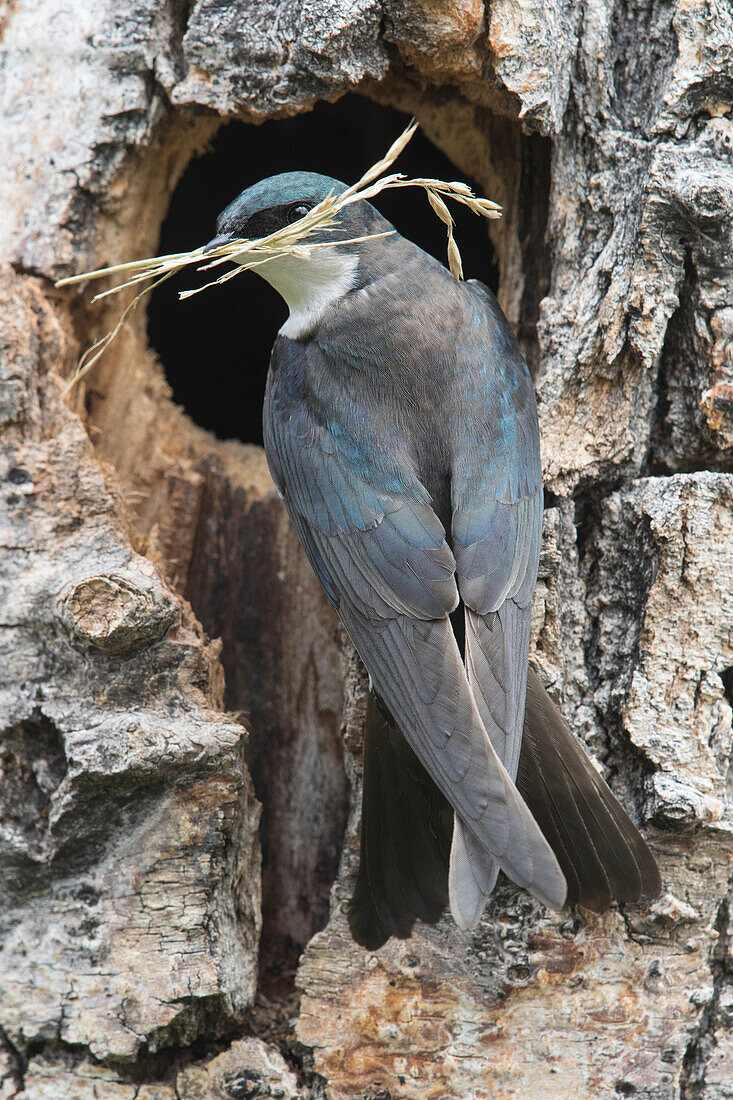 Tree Swallow (Tachycineta bicolor) carrying nesting material back to cavity nest, Moise, Montana