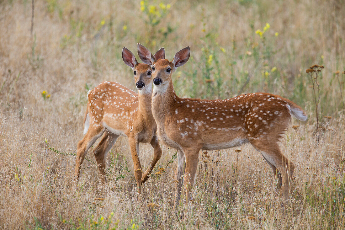 White-tailed Deer (Odocoileus virginianus) fawns, central Montana