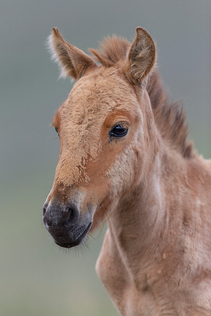 Przewalski's Horse (Equus ferus przewalskii) foal, Hustai National Park, Mongolia