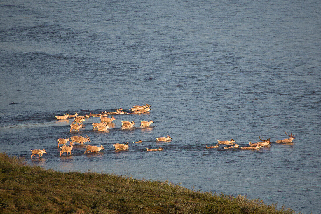 Caribou (Rangifer tarandus) of Western Arctic Herd, crossing river, Kokolik River, National Petroleum Reserve, Alaska