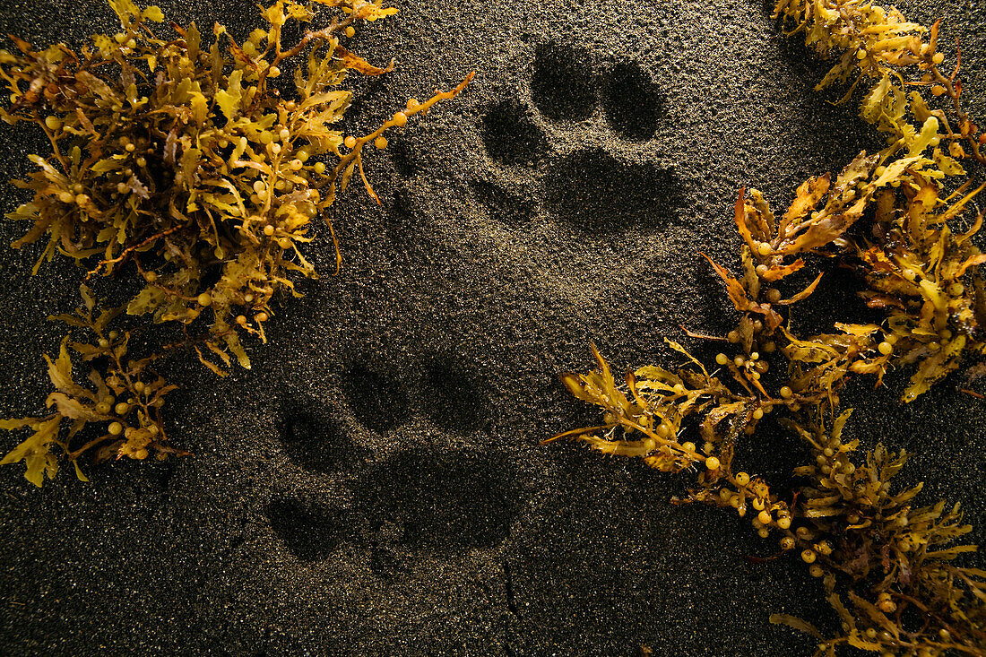 Jaguar (Panthera onca) tracks on beach, Coastal Jaguar Conservation Project, Tortuguero National Park, Costa Rica