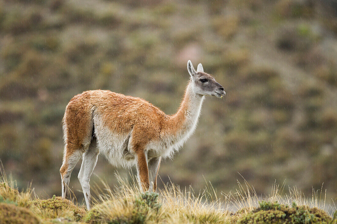 Guanaco (Lama guanicoe) in rainfall, Torres del Paine National Park, Patagonia, Chile