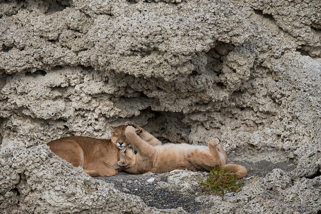 Mountain Lion (Puma concolor) six month old cub playing with mother in shelter of calcium deposits, Sarmiento Lake, Torres del Paine National Park, Patagonia, Chile