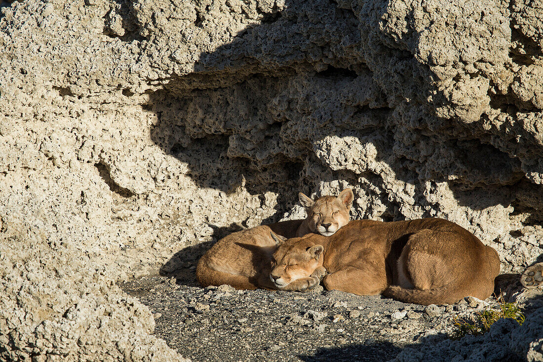 Mountain Lion (Puma concolor) mother and six month old female cub sleeping in shelter of calcium deposits, Sarmiento Lake, Torres del Paine National Park, Patagonia, Chile