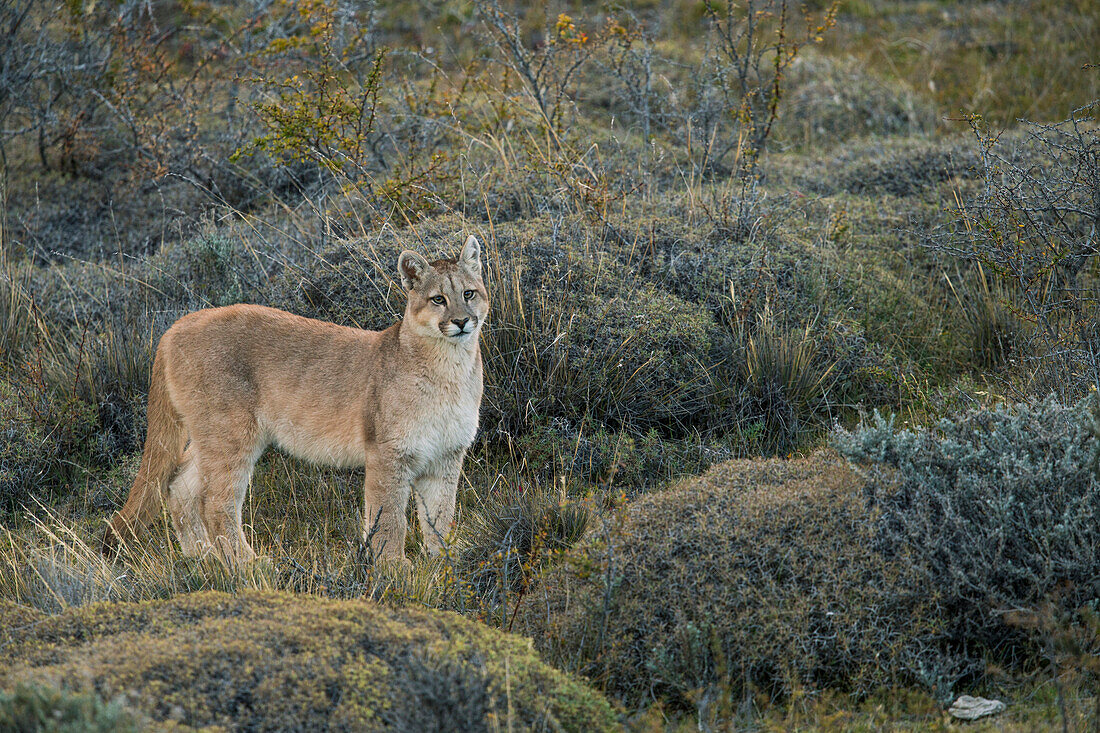 Mountain Lion (Puma concolor) six month old male cub, Torres del Paine National Park, Patagonia, Chile