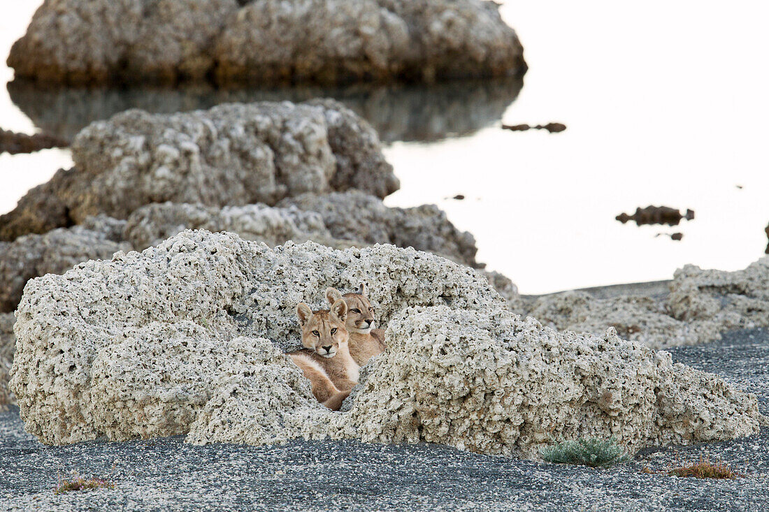 Mountain Lion (Puma concolor) six month old cubs in shelter of calcium deposits near lake, Sarmiento Lake, Torres del Paine National Park, Patagonia, Chile