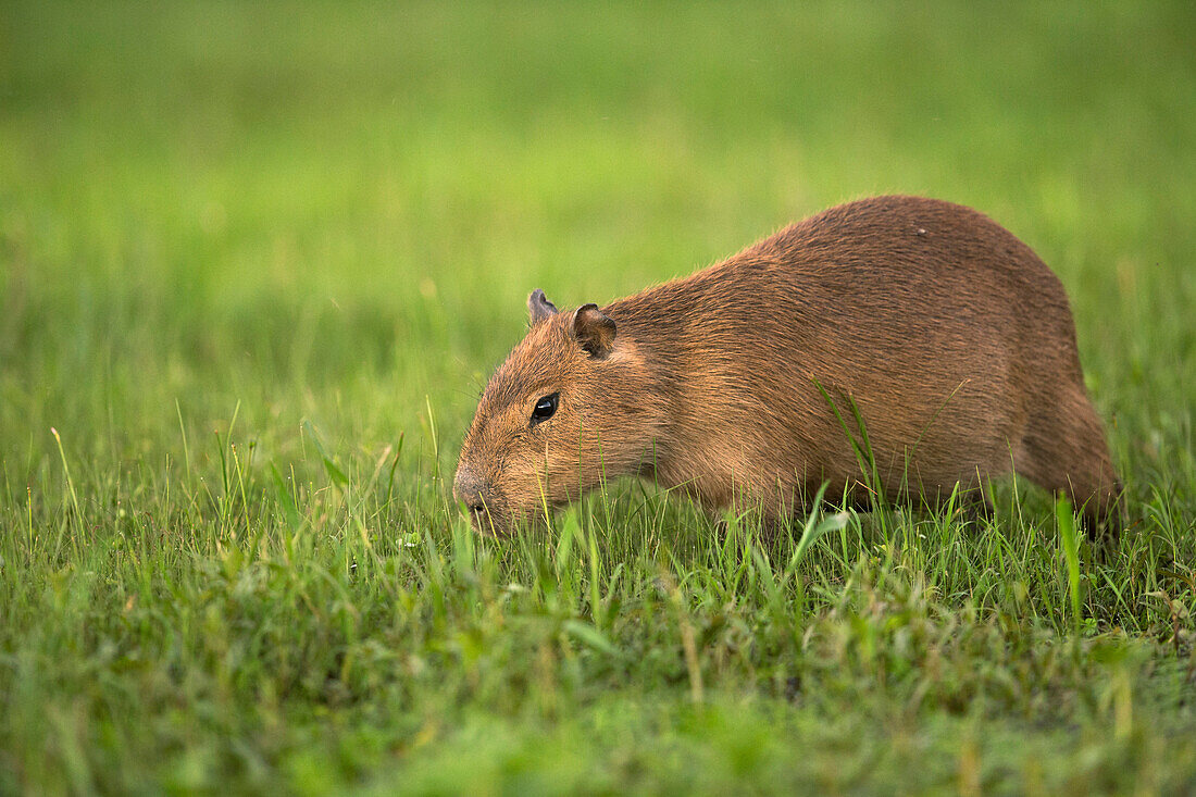 Capybara (Hydrochoerus hydrochaeris) pup grazing, Ibera Provincial Reserve, Ibera Wetlands, Argentina