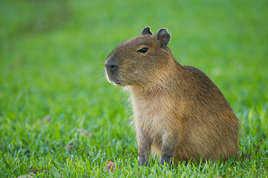 Capybara (Hydrochoerus hydrochaeris) juvenile, Ibera Provincial Reserve, Ibera Wetlands, Argentina