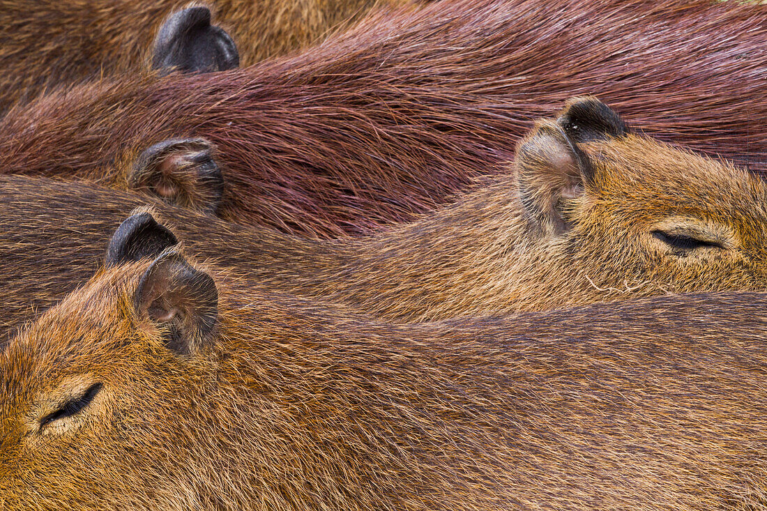 Capybara (Hydrochoerus hydrochaeris) sub-adults huddled together and sleeping, Ibera Provincial Reserve, Ibera Wetlands, Argentina