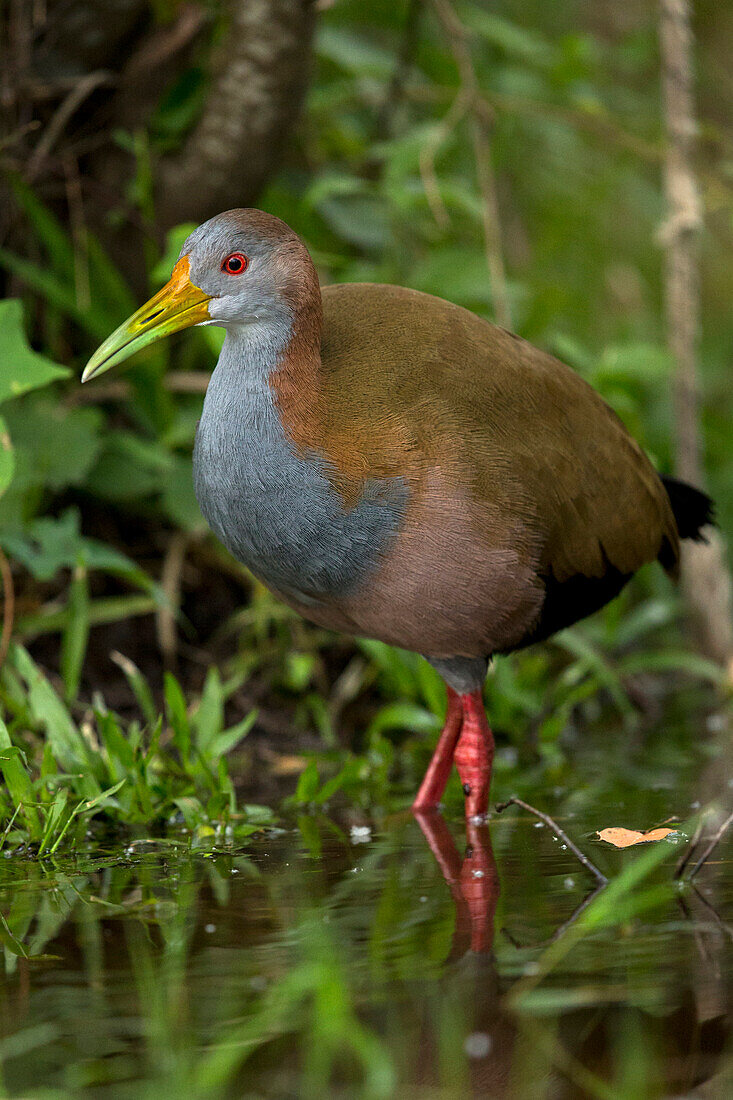 Giant Wood-Rail (Aramides ypecaha), Ibera Provincial Reserve, Ibera Wetlands, Argentina