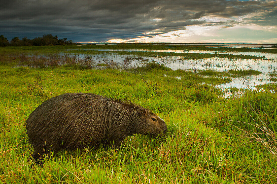 Capybara (Hydrochoerus hydrochaeris) male grazing in marsh near storm, Ibera Provincial Reserve, Ibera Wetlands, Argentina