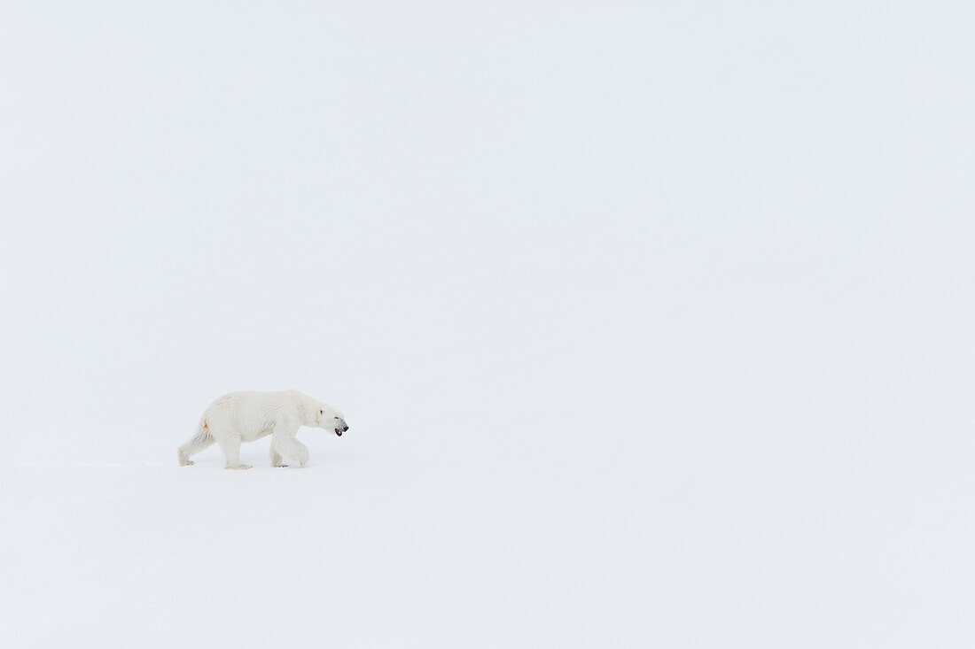 Polar Bear (Ursus maritimus) in snow, Svalbard, Norway
