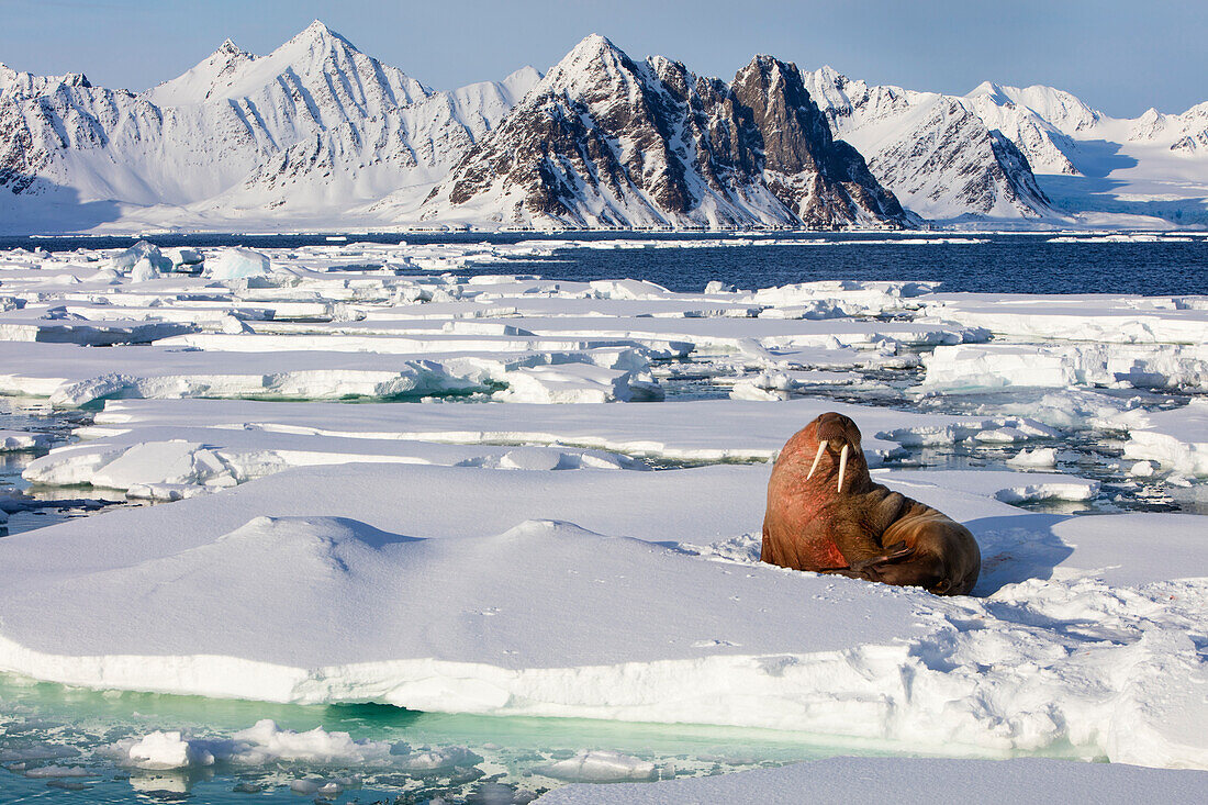 Walrus (Odobenus rosmarus) on ice floe, Svalbard, Norway