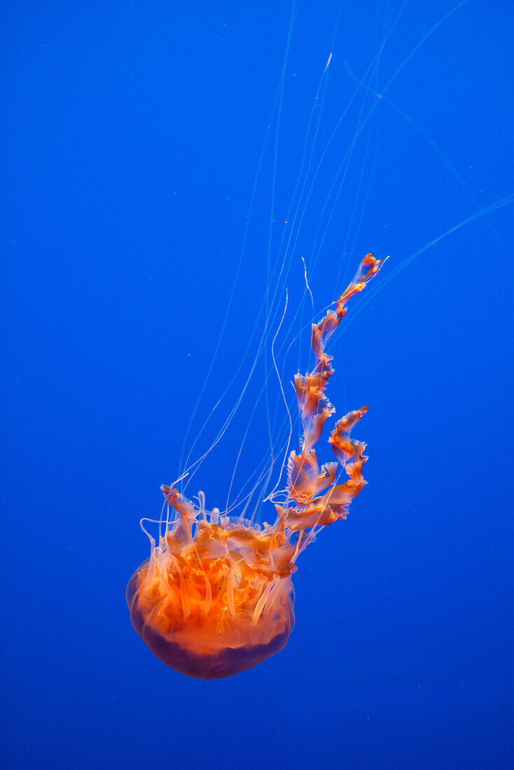 Black Sea Nettle (Chrysaora achlyos), native to Pacific Ocean, Monterey Bay Aquarium