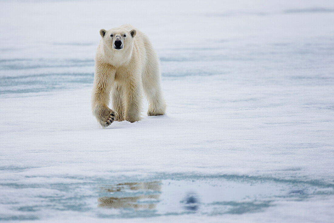 Polar Bear (Ursus maritimus) on ice, Svalbard, Norway