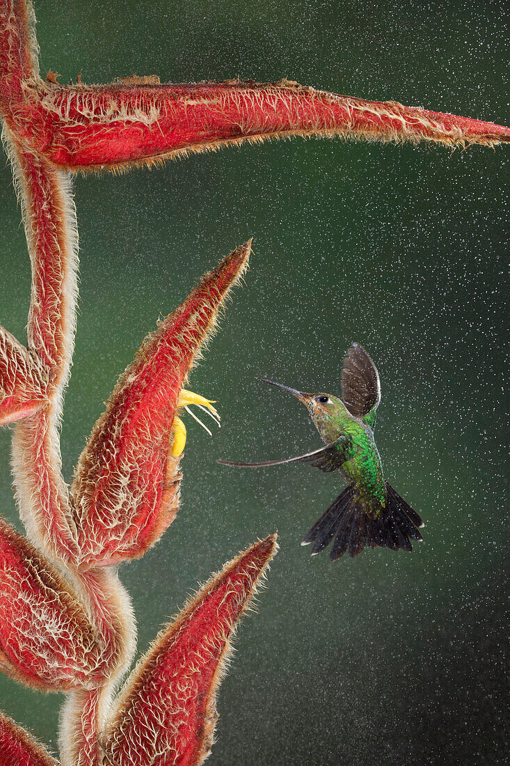 Green-crowned Brilliant (Heliodoxa jacula) feeding on Heliconia (Heliconia sp) flower nectar, Costa Rica