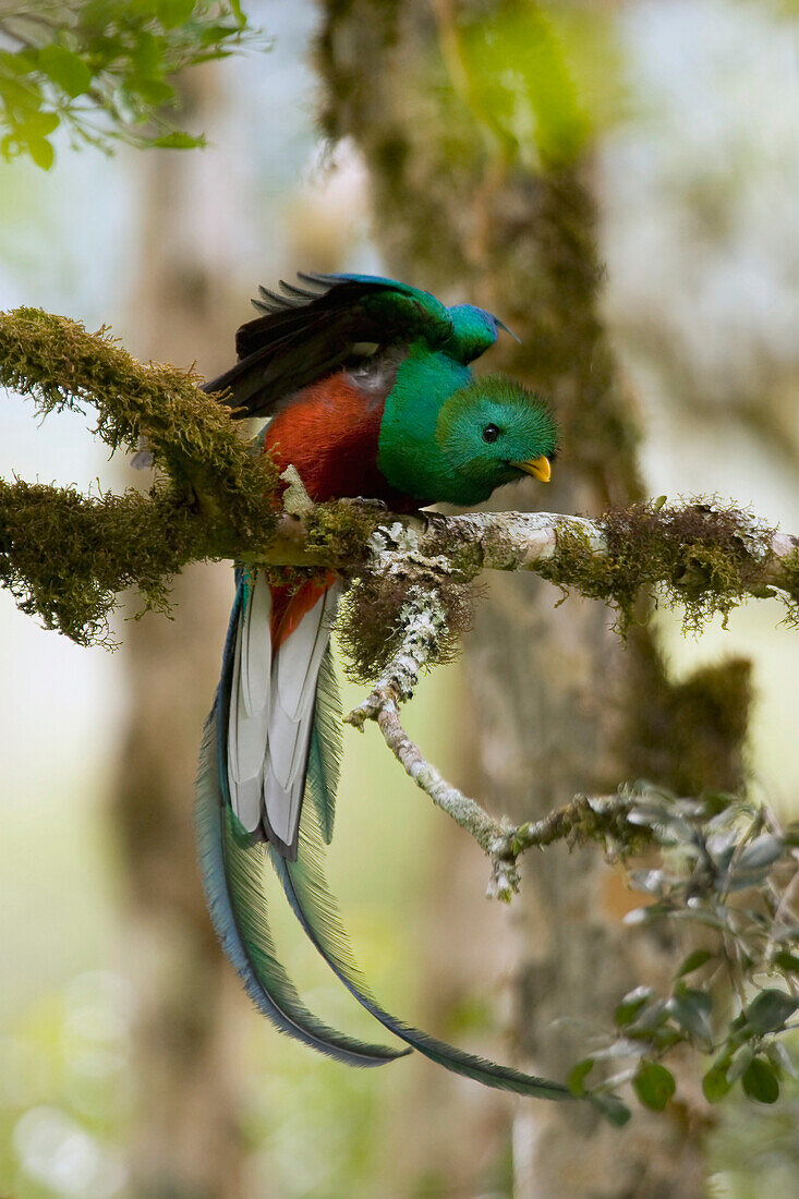 Resplendent Quetzal (Pharomachrus mocinno) male stretching, Costa Rica