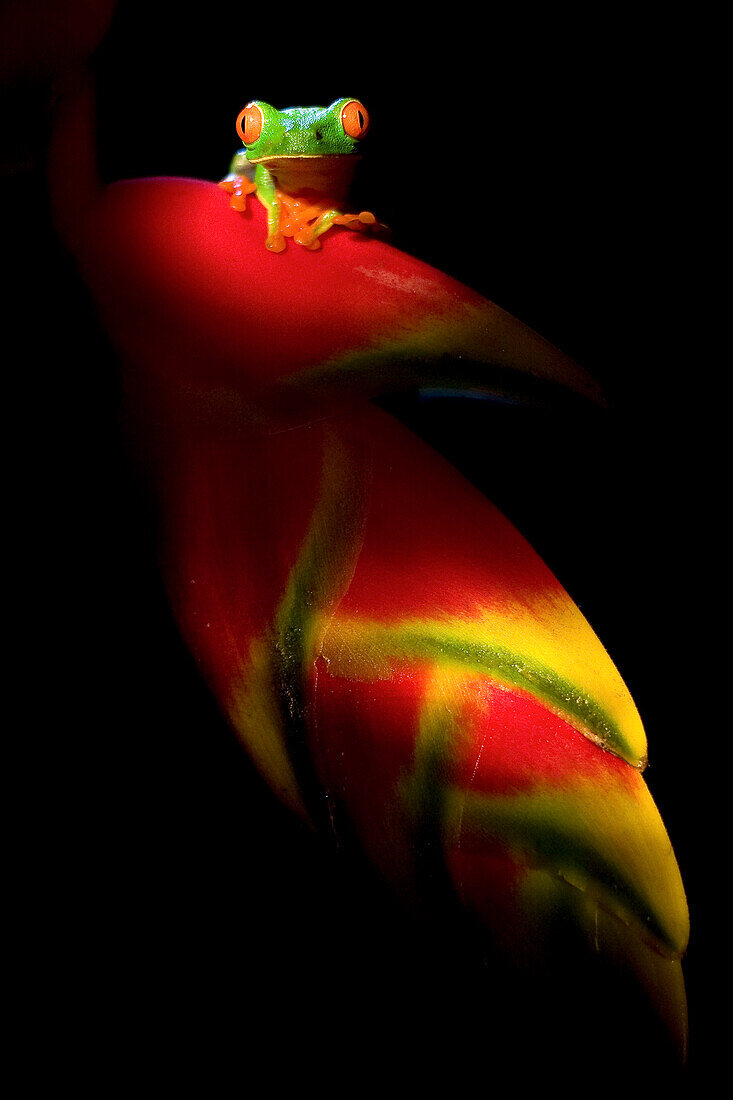 Red-eyed Tree Frog (Agalychnis callidryas) on flower, Costa Rica