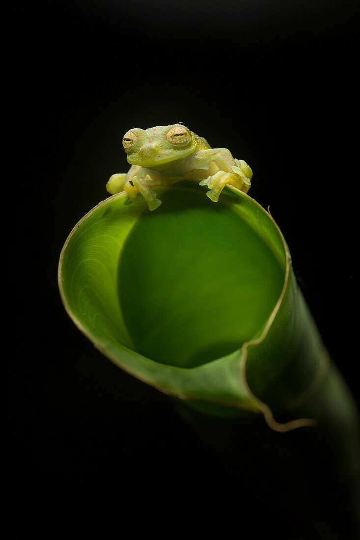 Emerald Glass Frog (Centrolene prosoblepon) on Heliconia (Heliconia sp), Costa Rica