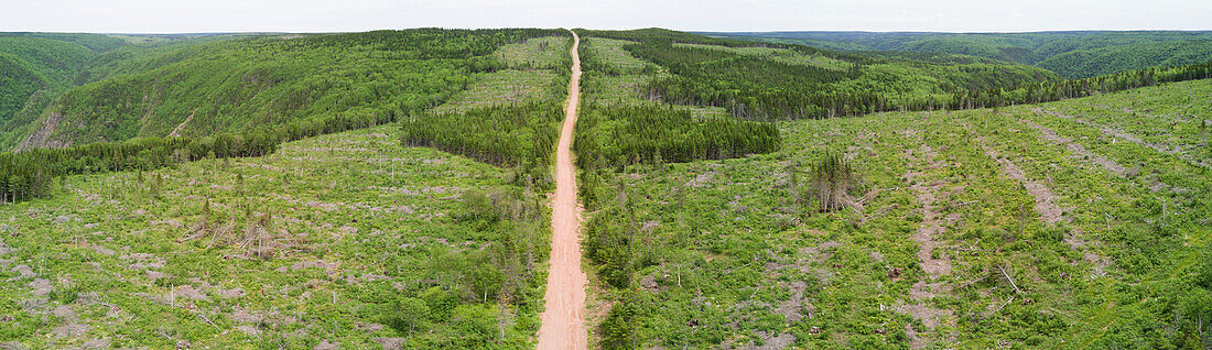 Boreal forest and clearcut in highlands, Cape Breton Island, Nova Scotia, Canada