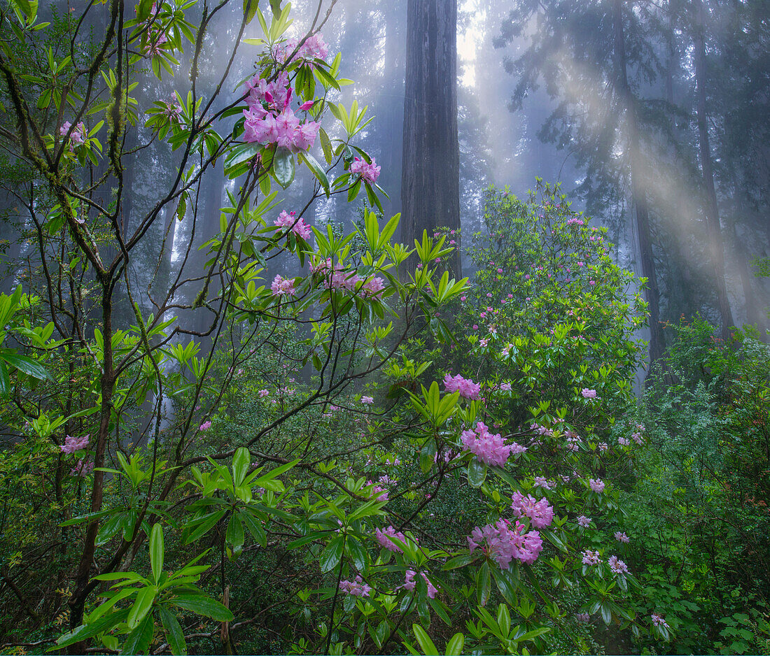 Rhododendron (Rhododendron sp) flowers and Coast Redwood (Sequoia sempervirens) trees in fog, Redwood National Park, California