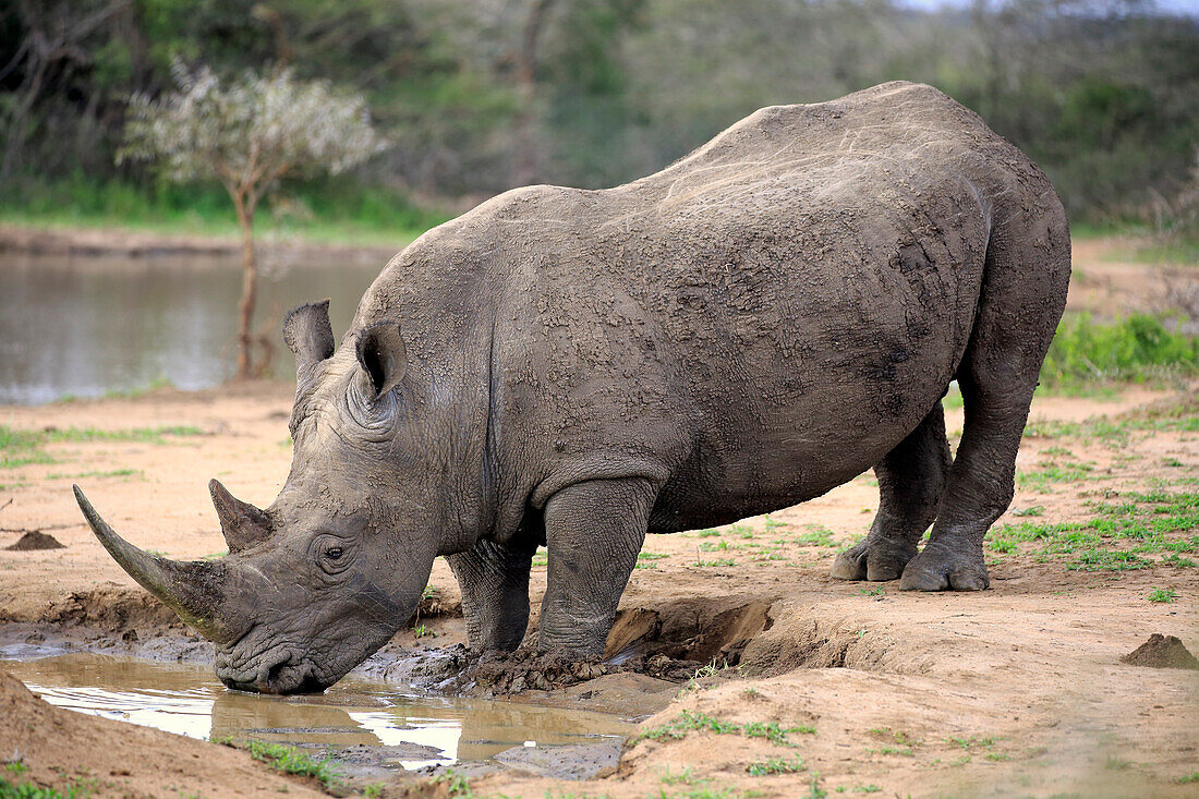 White Rhinoceros (Ceratotherium simum) drinking at waterhole, Hluhluwe-Umfolozi Game Reserve, South Africa