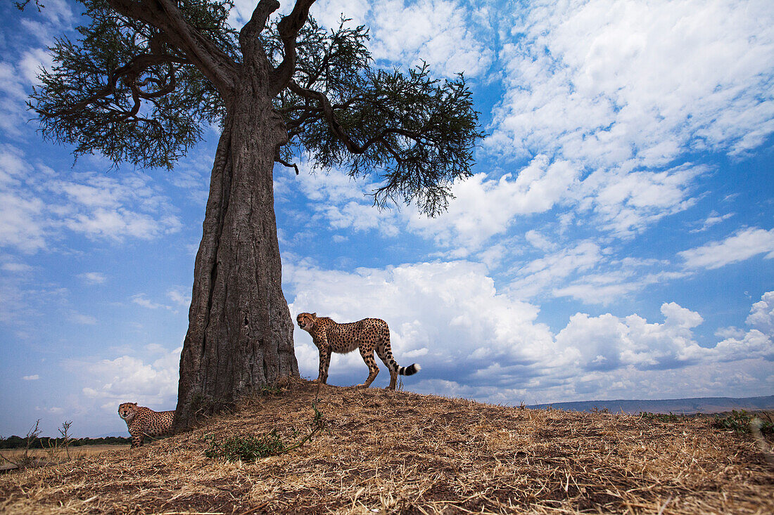 Cheetah (Acinonyx jubatus) pair at scent-marking tree, Masai Mara, Kenya