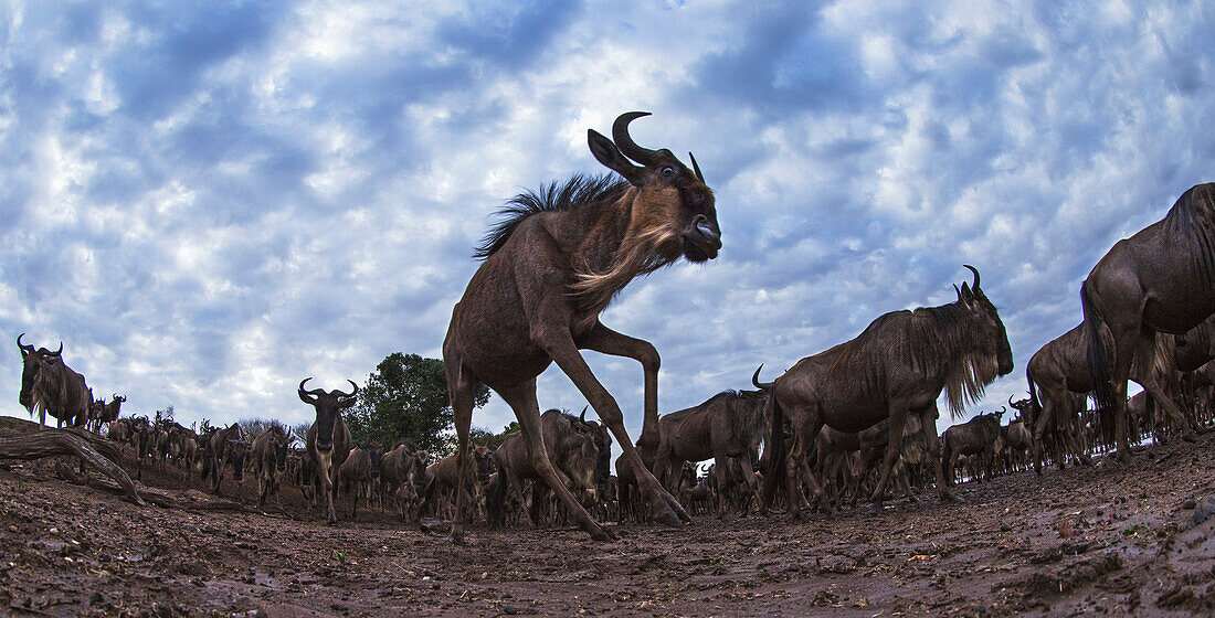 Blue Wildebeest (Connochaetes taurinus) herd migrating, Masai Mara, Kenya