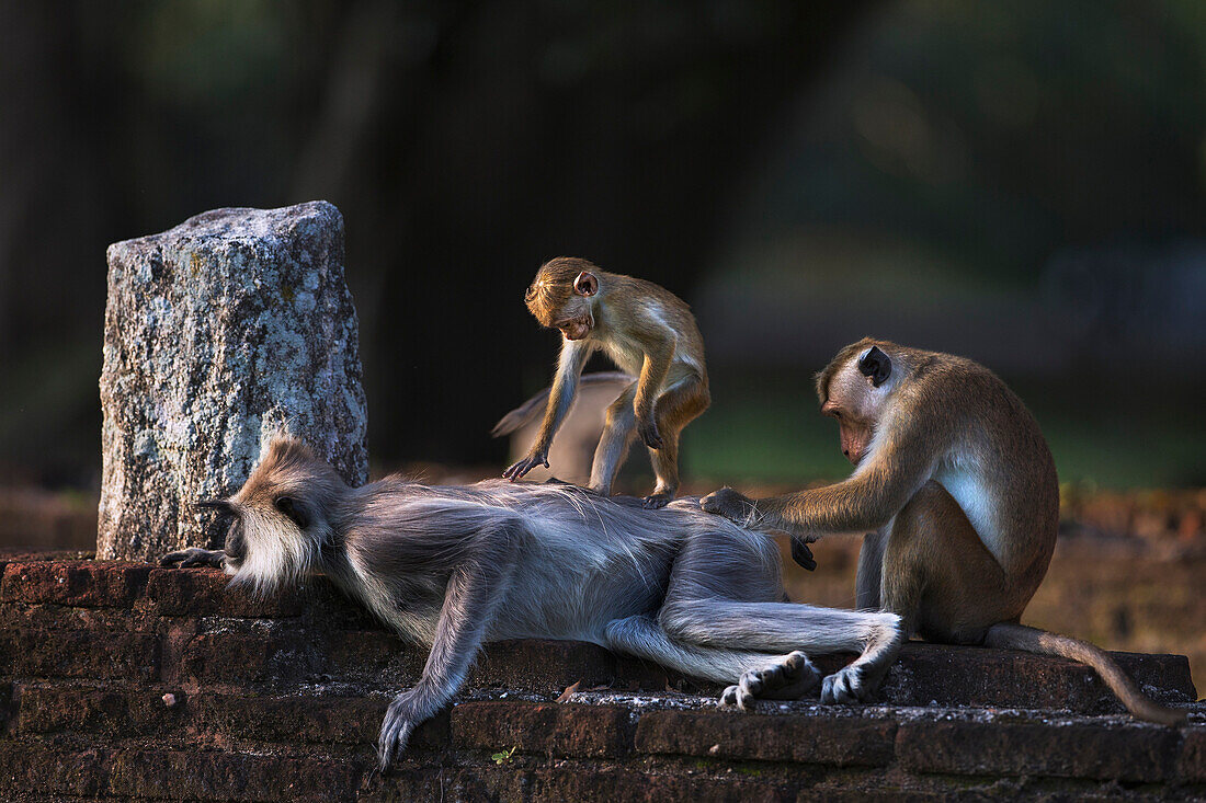 Toque Macaque (Macaca sinica) pair grooming Tufted Grey Langur (Semnopithecus priam), Polonnaruwa, Sri Lanka