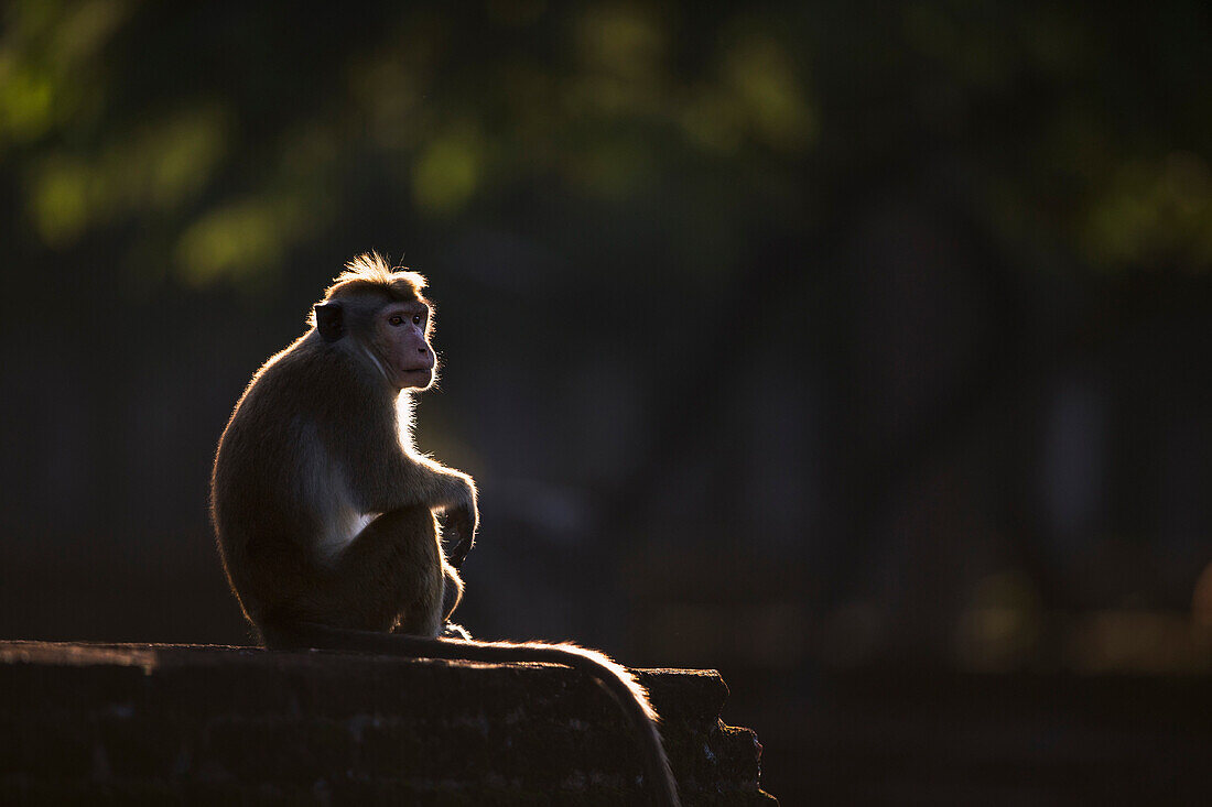 Toque Macaque (Macaca sinica) male on ancient ruins, Polonnaruwa, Sri Lanka
