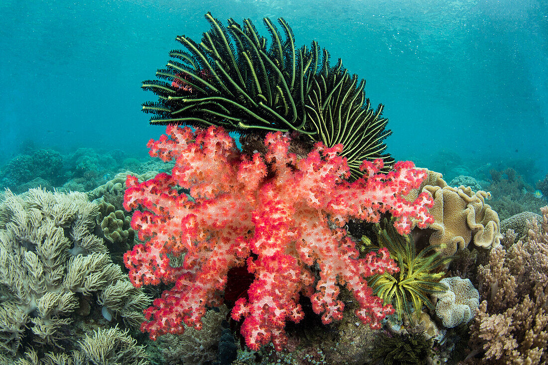 Soft Coral (Dendronephthya sp) in coral reef, Raja Ampat Islands, Indonesia