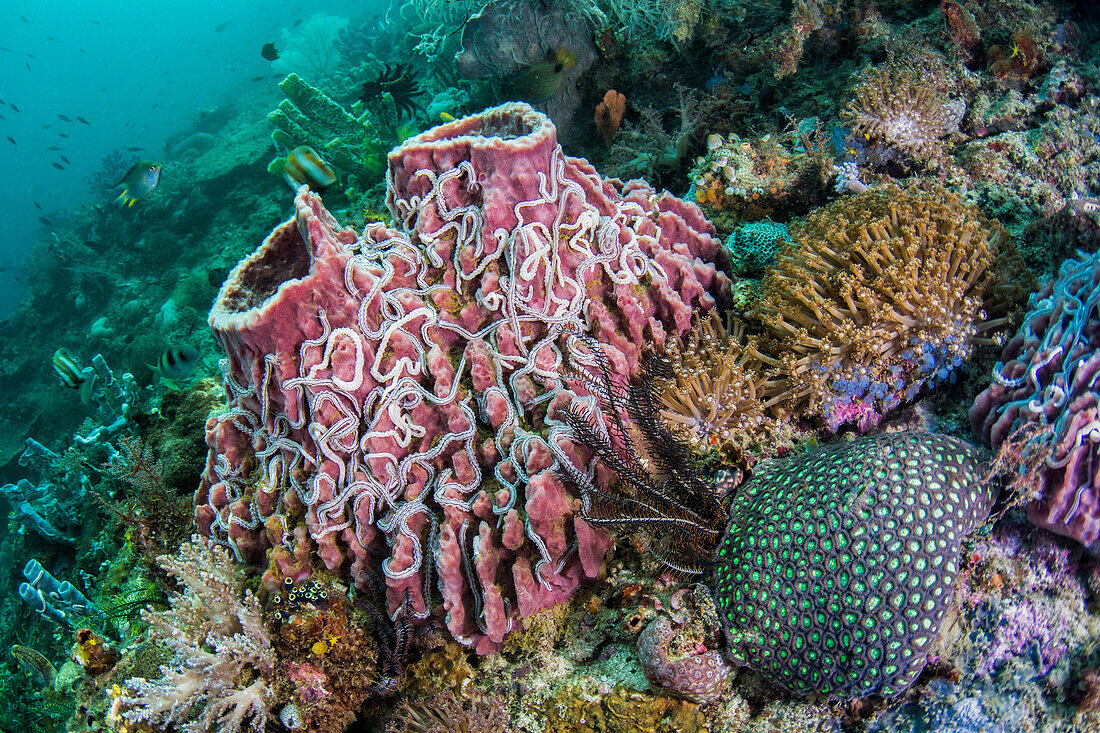 Sea Cucumber (Synaptula lamperti) group on coral, Raja Ampat Islands, Indonesia