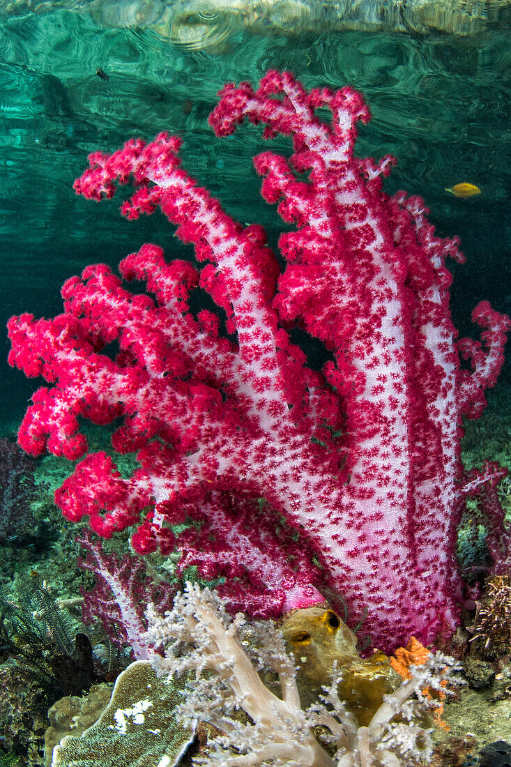 Soft Coral (Nephthea sp), Raja Ampat Islands, Indonesia