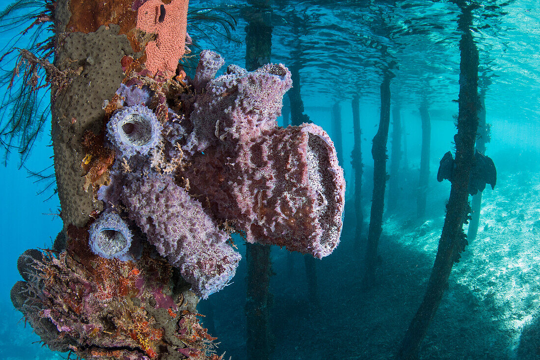 Sponges on stilts, Raja Ampat Islands, Indonesia