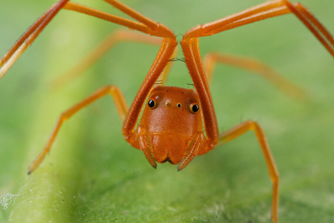 Crab Spider (Amyciaea sp), ant mimic, Udzungwa Mountains National Park, Tanzania