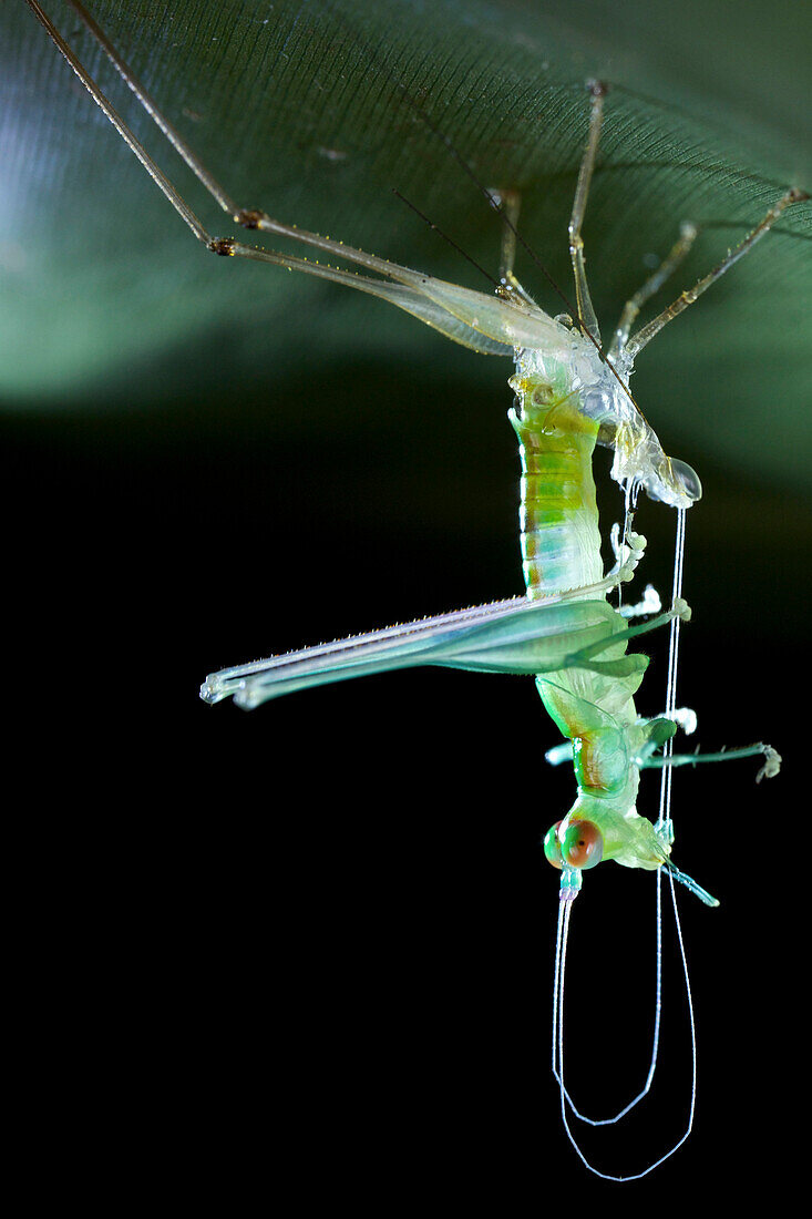 Katydid (Phlugidia sp) moulting, Udzungwa Mountains National Park, Tanzania