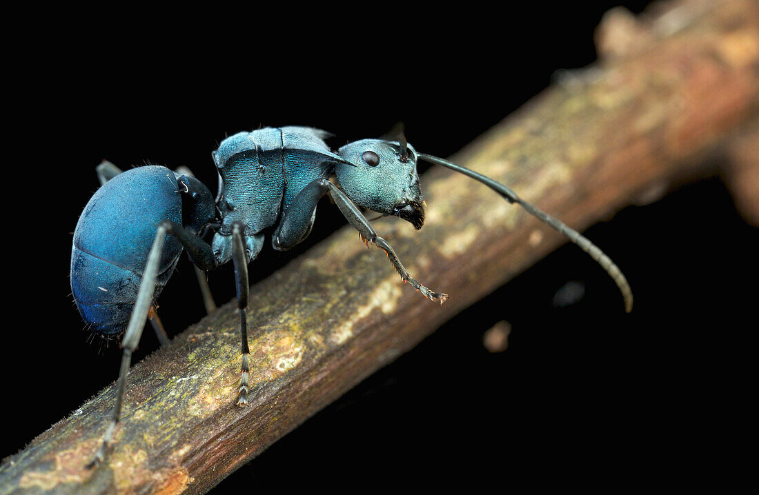 Ant (Polyrhachis cyaniventris), Mount Isarog National Park, Philippines