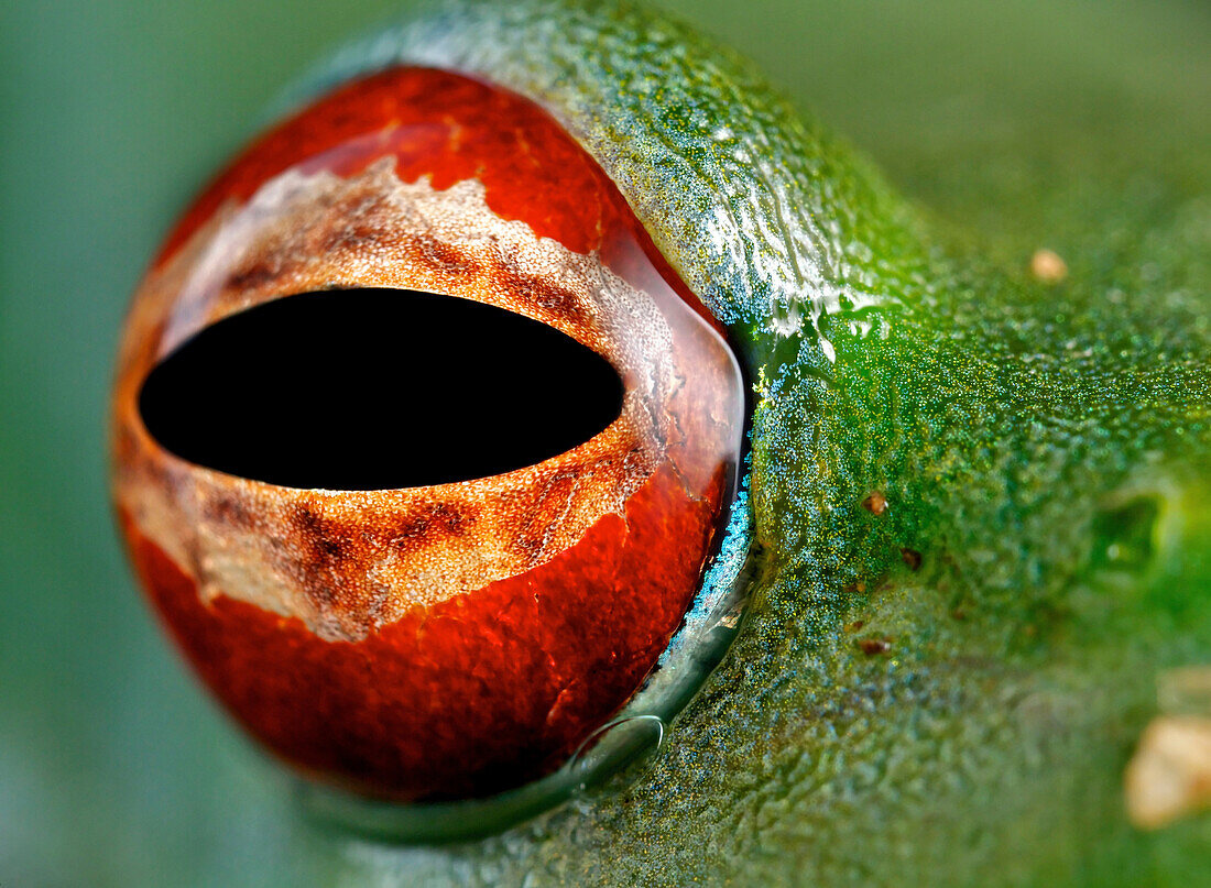 Malagasy Web-footed Frog (Boophis luteus) eye, Antananarivo, Madagascar