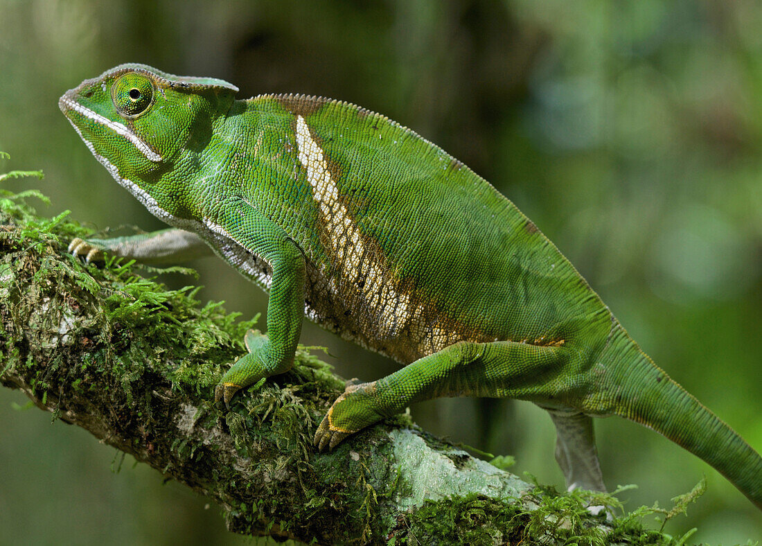 Short-horned Chameleon (Calumma brevicornis), Ranomafana National Park, Madagascar