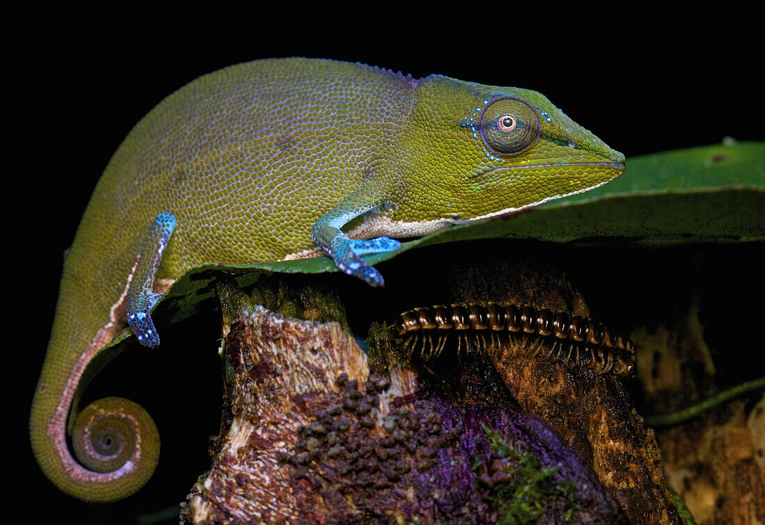 Short-nosed Chameleon (Calumma gastrotaenia), photographed under UV light, Andasibe-Mantadia National Park, Antananarivo, Madagascar