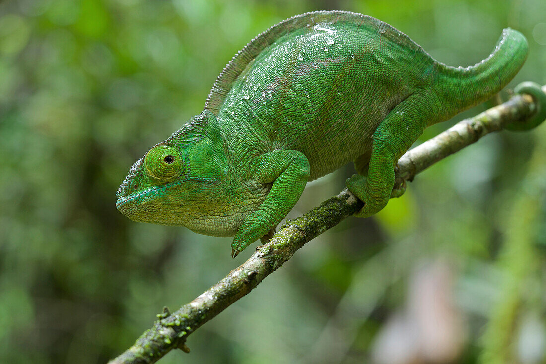 Short-horned Chameleon (Calumma brevicornis), Andasibe-Mantadia National Park, Antananarivo, Madagascar